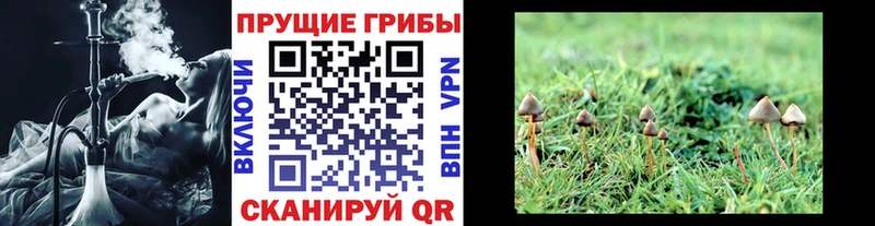 Галлюциногенные грибы Psilocybe Унеча